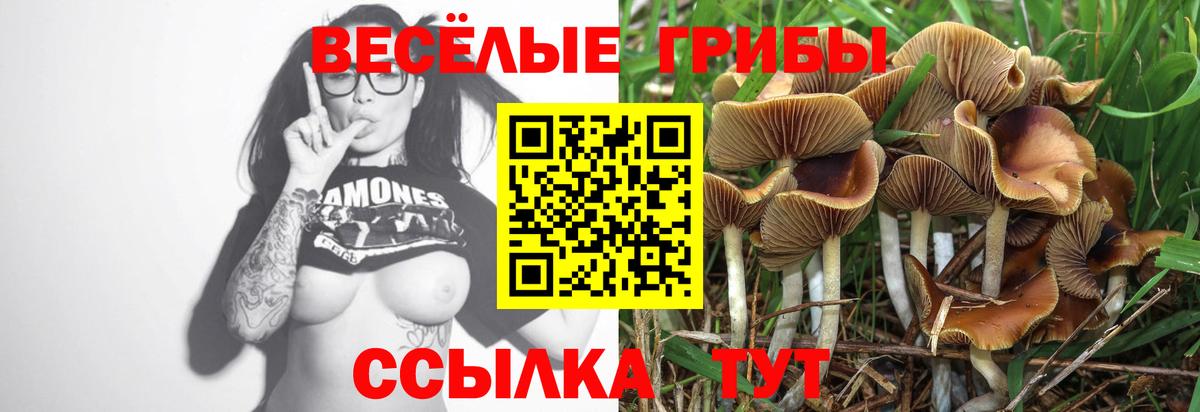 Галлюциногенные грибы Psilocybe Ачинск